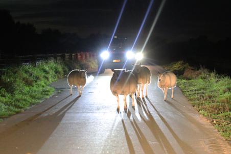 112 persfotograaf redt samen met politie loslopende schapen aan de Zomerdijk Waalwijk