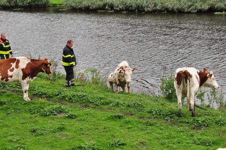 Brandweer bevrijdt koe aan de Kanaaldijk Waalwijk