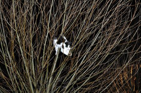 Jong poesje zit met pootje vast in boom aan De Gaard Waalwijk