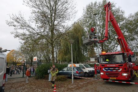 Brandweer redt kat uit hoge boom in Waalwijk: applaus vanaf schoolplein