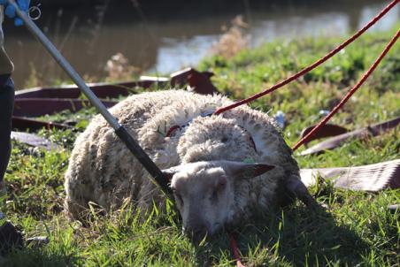 Brandweer redt vier schapen uit de sloot aan de Gansoyensesteeg Waalwijk