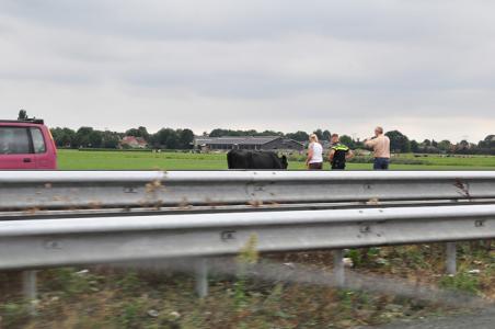 Geen paard in de gang, maar een koe op de weg