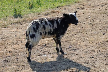 Schaap in de sloot aan de Zomerdijk in Waalwijk