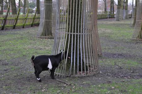 Brandweer bevrijdt vastgelopen geitje in Waalwijk