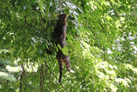 Kat laat zich vallen in handen van omstanders aan de Winterdijk Waalwijk