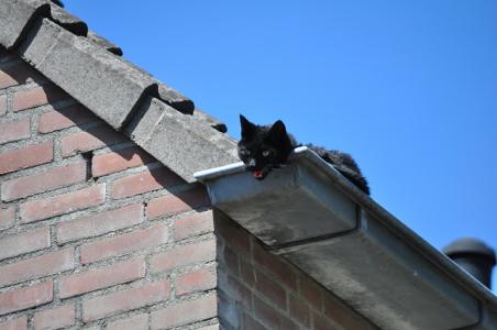 Kat zit ruim een uur op warm dak in Waalwijk
