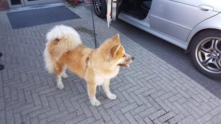 Hond zit twee uur in snikhete auto aan de Grotestraat Waalwijk