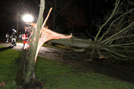 Grote boom valt op wegdek aan de Akkerlaan Waalwijk