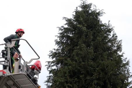 Brandweer rukt uit voor een kat in de boom aan de Franz Lehárpark Waalwijk