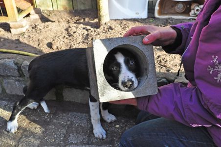 Hondje zit ruim 1 uur vast in betonnen lampenkap aan de Coubertinlaan Waalwijk