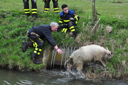 Schaap houdt brandweer bezig aan de Gansoyensesteeg Waalwijk