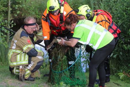 Brandweer redt gewonde Nijlgans uit water aan de Akkerlaan Waalwijk