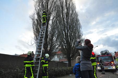 Kat zit dagen lang in boom aan de Baardwijksestraat Waalwijk