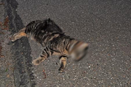 Kat mogelijk gewurgd en dood achter gelaten aan de Groenewoudlaan Waalwijk