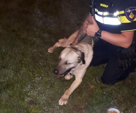 Hond loopt Midden-Brabantweg over in Waalwijk