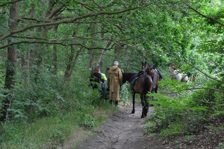 Ruiter gewond na val van paard aan de Drunenseweg Waalwijk