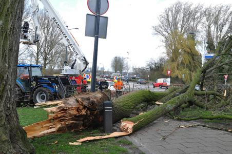 Boom dreigt om te vallen op brandweerkazerne aan de Hertog Janstraat Waalwijk