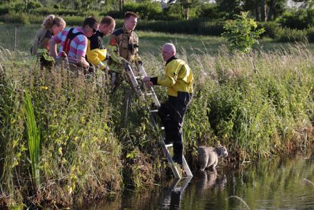 Brandweer redt schaap uit sloot aan de Meidoornweg Waalwijk