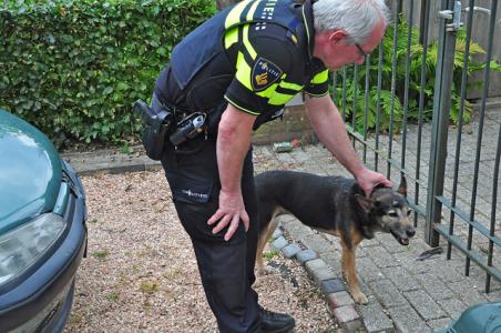 Hond zorgt voor verkeersproblemen op Valkenvoortweg in Waalwijk
