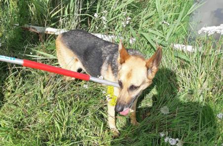 Hond loopt op snelweg bij Waalwijk-Oost