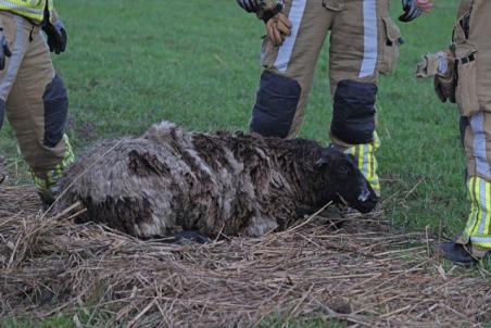 Brandweer redt schaap uit de sloot aan de Visbankweg Waalwijk