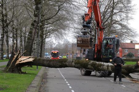 Enorme boom waait om op wegdek aan de Blyde Incomstelaan Waalwijk