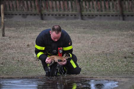 Lammetje gered uit ijskoud water in Waalwijk