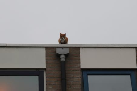Brandweer rukt uit voor kat op dak aan de Pastoor van der Zijlestraat Waalwijk