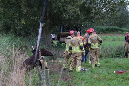 Brandweer redt met hijskraan uitgeput paard uit sloot aan het Westeinde Waalwijk