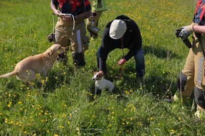 Brandweer bevrijdt onfortuinlijk hondje uit rietkraag aan Visbankweg