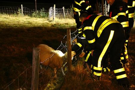 Schaap met kop vast in omheining aan de Winterdijk Waalwijk