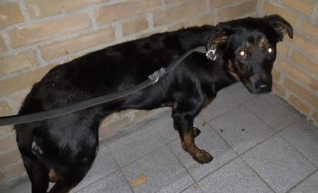 Politie treft verdwaalde hond aan aan de Rossinistraat Waalwijk