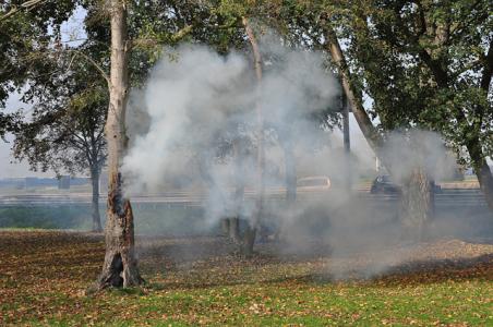 Boom in brand aan de Winterdijk Waalwijk