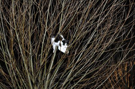 Jong poesje zit met pootje vast in boom aan De Gaard Waalwijk