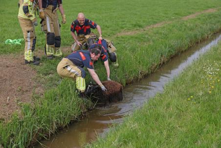 Brandweer redt schaap uit modderige sloot aan Visbankweg