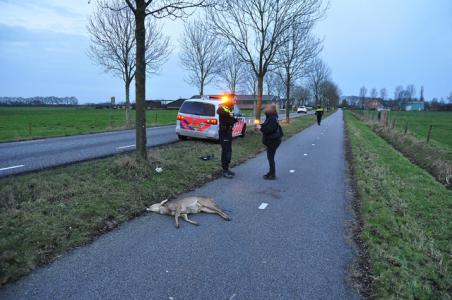 Schoolbusje rijdt hert aan op weg tussen Waalwijk en Heusden