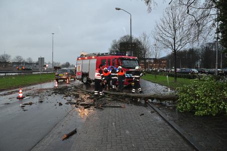 Verkeer heeft last van boom op wegdek aan de Taxandriaweg Waalwijk
