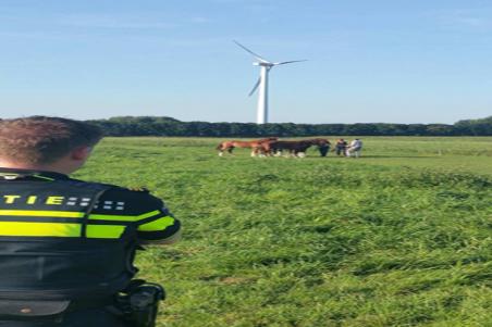 Paard ingeslapen na ernstige verwonding in Waalwijk, toedracht nog onduidelijk