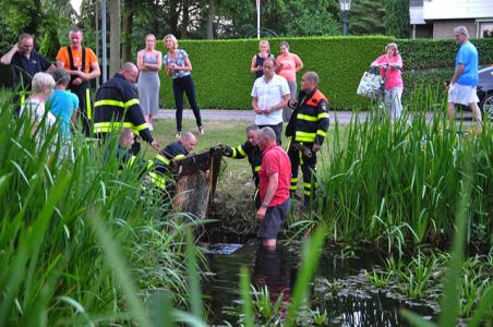 Man springt in water Waalwijk om jonge waterhoentjes uit put te redden