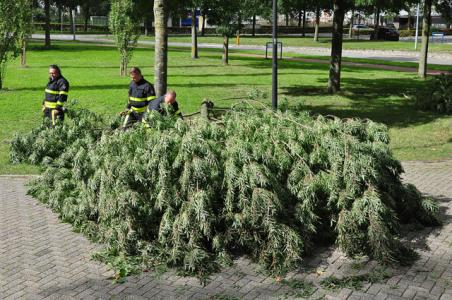 Grote tak belandt op wegdek aan de Industrieweg Waalwijk