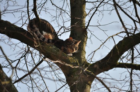 Brandweer redt kat uit boom aan de Vuurdoornhof Waalwijk