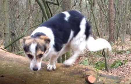 UPDATE: Hond Ona vermist na ongeluk op A59 (Maasroute) Waalwijk