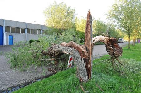 Boom op wegdek aan de Zanddonkweg Waalwijk