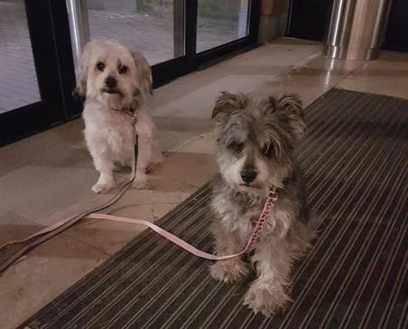 Beveiligingsbeambte treft twee achtergelaten hondjes aan in winkelcentrum de Els