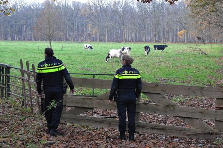 Springende koe laat politie uitrukken naar het Hoefsvenlaan Waalwijk