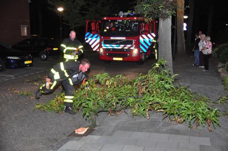 Tak valt uit boom in Waalwijk en mist voetganger op een haar in Waalwijk