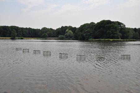 Blauwalg in Waalwijkse vijver te lijf met aluminium