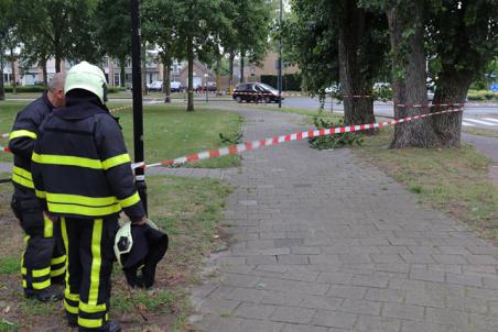 Gevaarlijk hangende tak aan de Burg. Smeelelaan Waalwijk