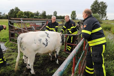 Stier zit met zijn kop vast in hek, brandweer bevrijdt hem