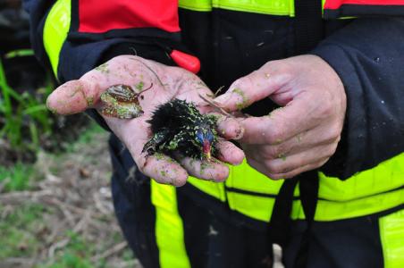 Brandweer helpt jonge waterhoentjes uit de put in Waalwijk